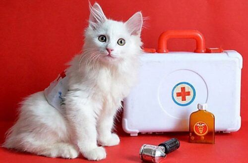 Как кошки лечат людей