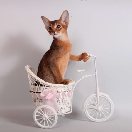 Абиссинские котята