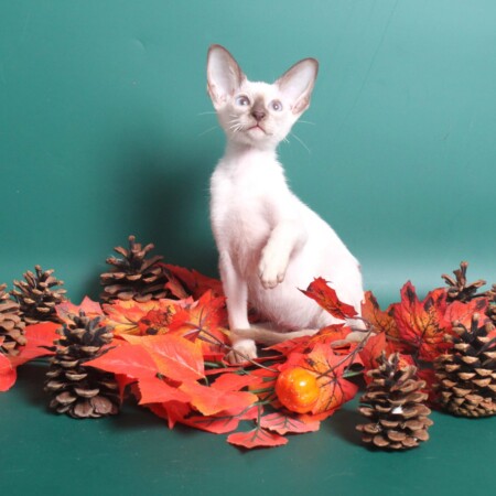 Сиамы котята