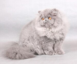 Персидские
