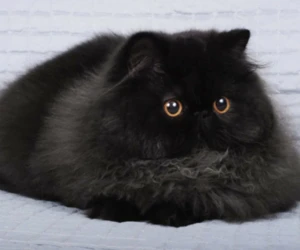 Персидская