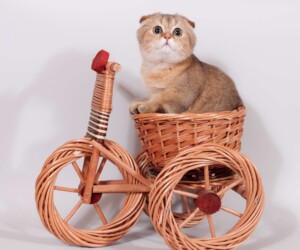 Шотландские вислоухие