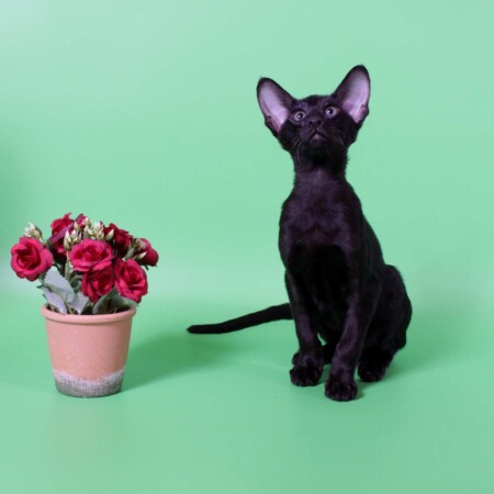 ориентальные котята